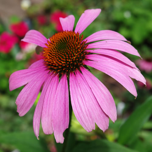 Echinacea purpurea